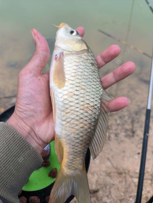 水库养什么鱼种合适,水库养什么鱼风水好呢