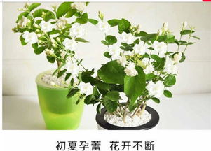 绿植较小技巧
