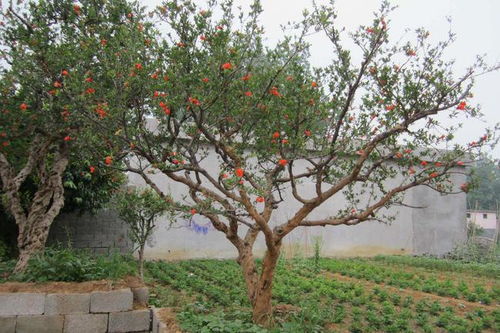 院子种果树风水,庭院种果树风水忌讳什么