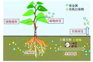 2. 植物的力量:净化空气增运势