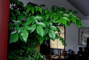 风水植物的选择与摆放