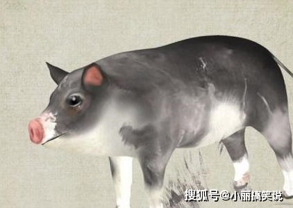 二、 猪哥哥：真情实感