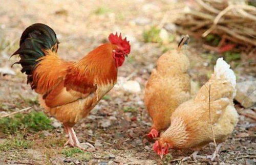 Pig's laid-back nature can clash with  chicken's meticulousness.
其他几个生肖简评一下
`羊`：