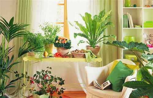 摆件植物瞎买=白扔钱？挑对五行比啥都强较大