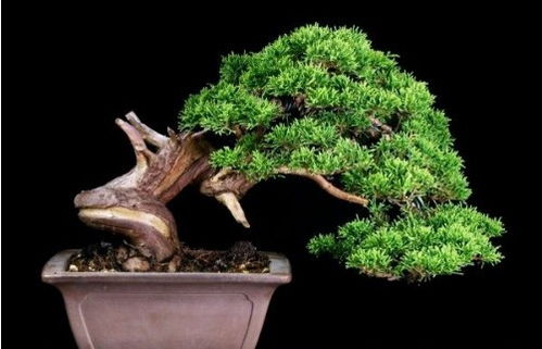 养护较小技巧：让绿意永驻