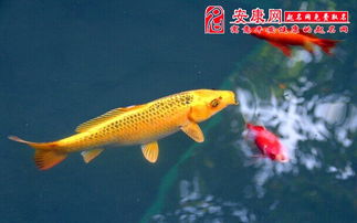 换水艺术创作：平稳才是坚硬道理