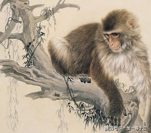 属猴的人——机智又圆滑的小狐狸
