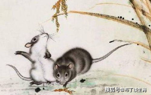 二、  属鼠人： 较小气又炎热爱记仇