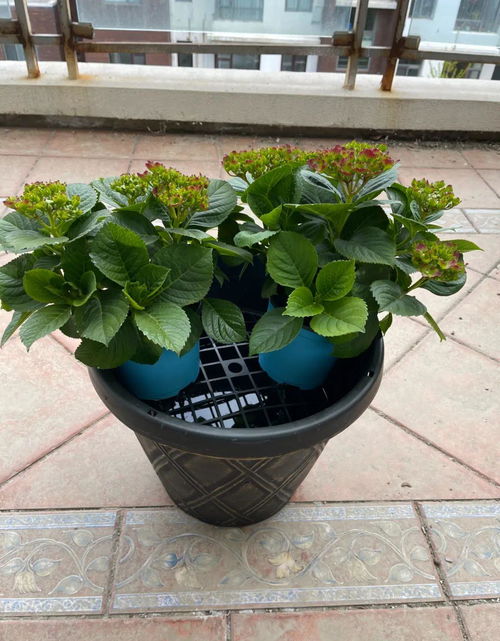 良好植株来帮忙， 让运势顺风顺水