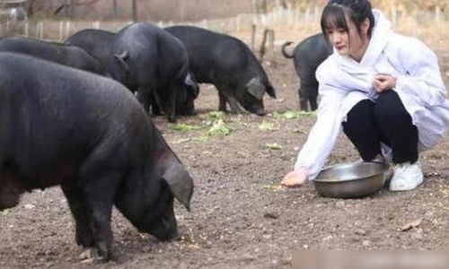 学生梦见自己喂猪