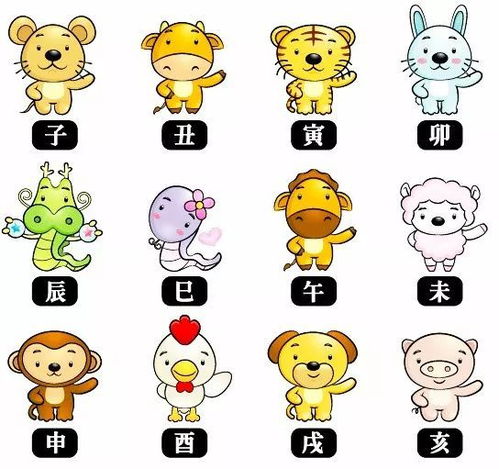 属猪的人福气特别旺