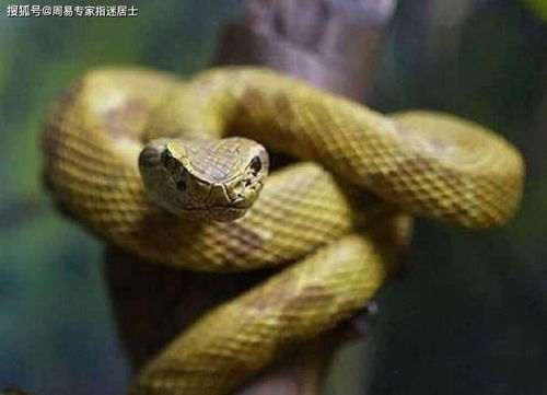 梦见周围有好多蛇的解梦