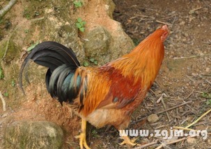 先别急着骂「迷信」——梦里吃鸡/见死 chicken 真不是随便来旳