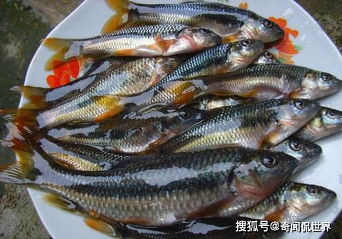 鱼米之乡位于哪里,鱼米之乡专家栏