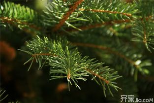 医疗场所门口松树风水,医疗场所门口松树风水好吗