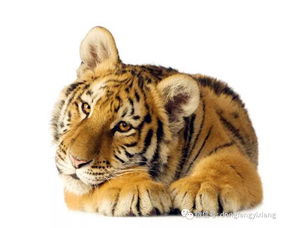 Tigeryinshin七宏以身标