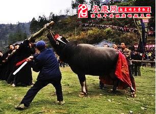 梦见别人杀牛不见血：字面意思