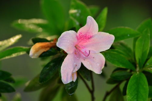一、桃花旺运到底是啥玩意儿？