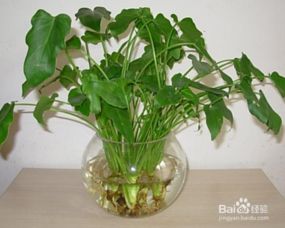 再说说 咱聊聊植物与五行