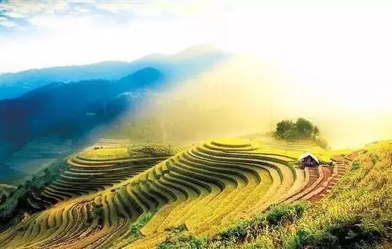 龙脊梯田——层层叠叠的人间仙境与采摘农场