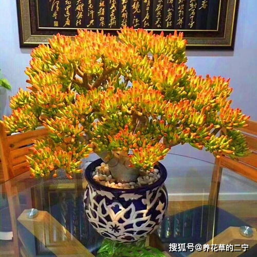 发财树——枝干向上冲天的旺运象征