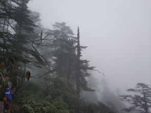 瓦屋山门票价格及优惠政策，坑爹还是真香？看完这篇你就懂了！