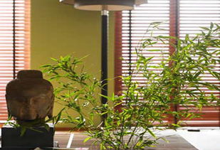 家里种植羽叶茑萝风水有何讲究?