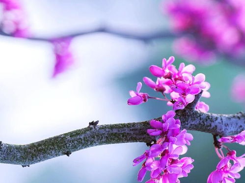 那一些桃花盛开的日子里谁是你眼中的焦点？