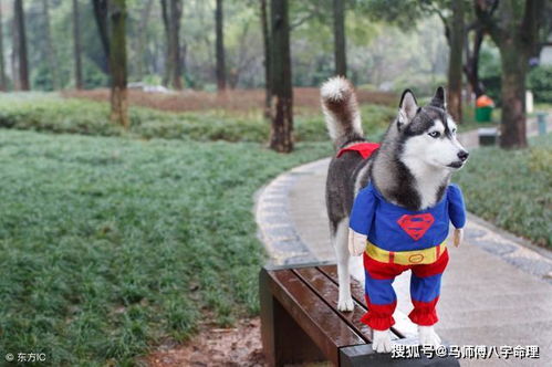 狗年炎热爱情：属狗男的浪漫秘籍