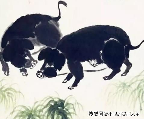 属猪的男生——踏实可靠派