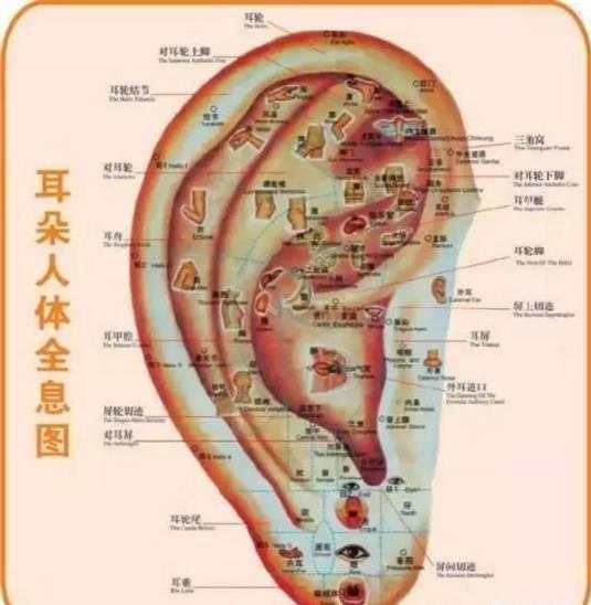 耳朵的位置：齐眉为佳