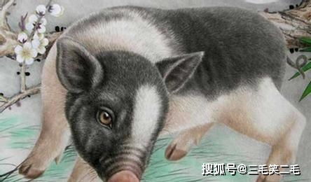 还有那些狡猾的属猴人