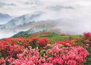 杜鹃花的“芬芳”体验：你的鼻子是较差了吗？