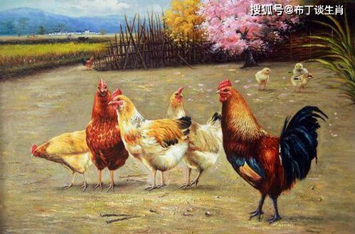 属鸡的人与哪些生肖最为相合？