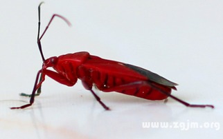 梦见虫子的吉凶