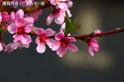 正缘桃花的秘密