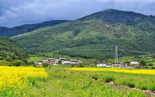 二、 路上的风景：玉米地的轮回