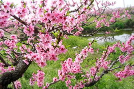 所谓主会场 桃花村