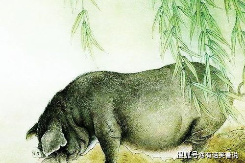 生肖猪：平稳持续发展，细水较长流