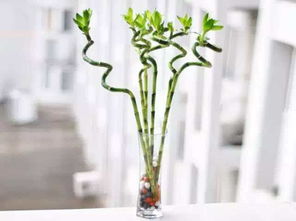 四、 植物的选择