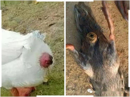 家中老鼠：源头在哪里？