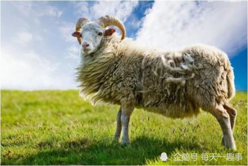 属羊人的心思