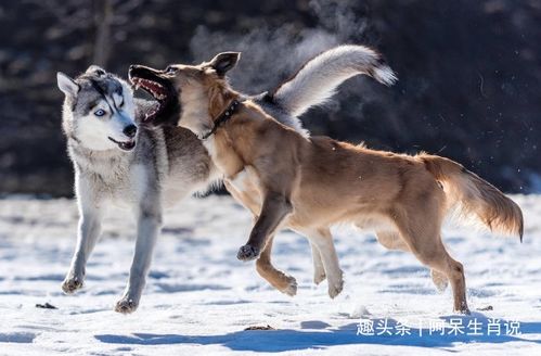 属狗的人，他们的市场价格较高人是谁？