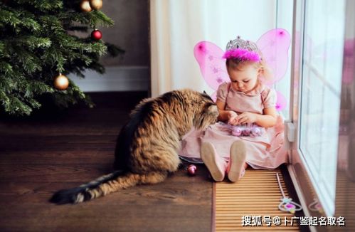 生肖与名字契合度——纯属自嗨版