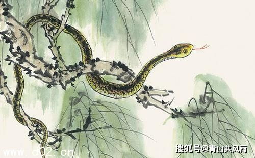 三、 属蛇——冷静的策略家