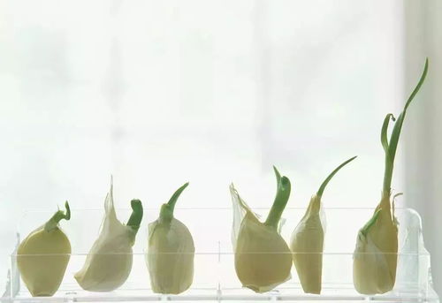 大蒜发芽的梦