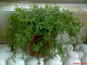 羽叶茑萝种植方法