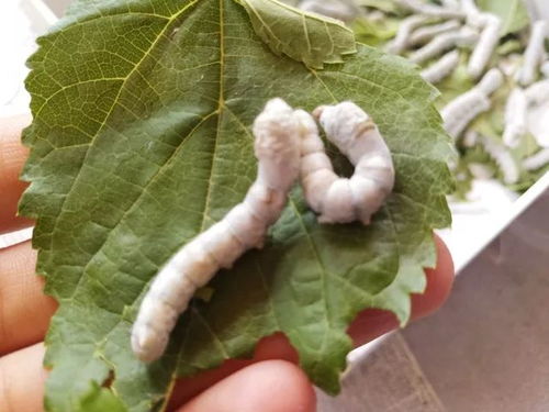 蚕宝宝的秘密：周公解梦学说
