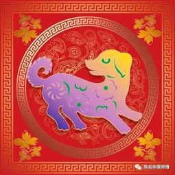 属狗人搬家特别注意