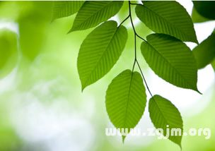 一、 梦境内核：绿色代表什么？